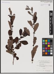 Foto von Salix aurita L.